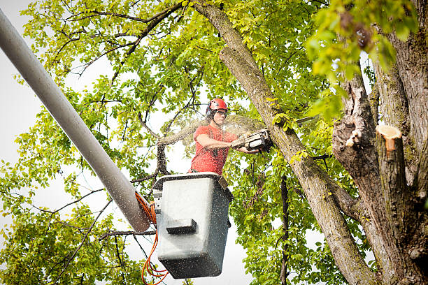 How Our Tree Care Process Works  in  Choccolocco, AL